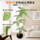 Jacaranda simulated green plant living room large floor-standing ornaments sofa TV cabinet decoration bionic artificial flower tree