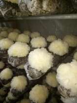 6 Fresh Silver Fungus Premium White Fungus Glutinous Ear Fresh Cher