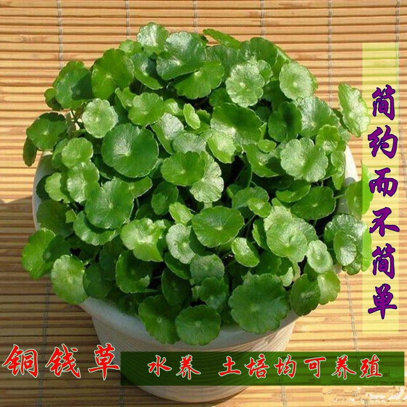 水培铜钱草钱草根茎绿植培植物办公室桌面盆栽水养水土包成活
