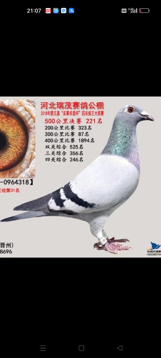 恒大鸽具的LOGO