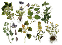 Hand account sticker material printing retro plant flower illustration Envelope album decoration paper self-adhesive A4