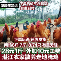 Postage to pay (28 yuan 1 catty of free-range capon) Zhanjiang authentic free-range chicken 6 7 8 catties