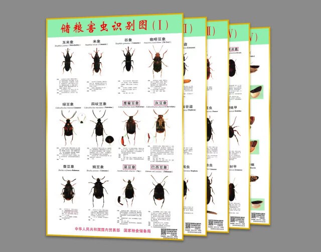 Grain Storage Pest Identification Chart National Grain Reserve Station Designated Use Hong Kong Ration Grain Library Special Insect Wall Chart Grain Storage Pest Identification Chart National Grain Reserve Station Designated Use Hong Kong Ration Grain Library Special Insect Wall Chart