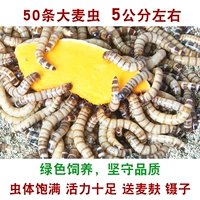 Попробуйте съесть 50 жуков ячменя 4-6 см плохие одиночные сумки и отправить пшеничные отруби 镊