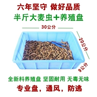 Полфунд фунтов ячменя Bugs 4-6 см+разведение диск Плохая сумка для отправки пшеничных отрубей 镊