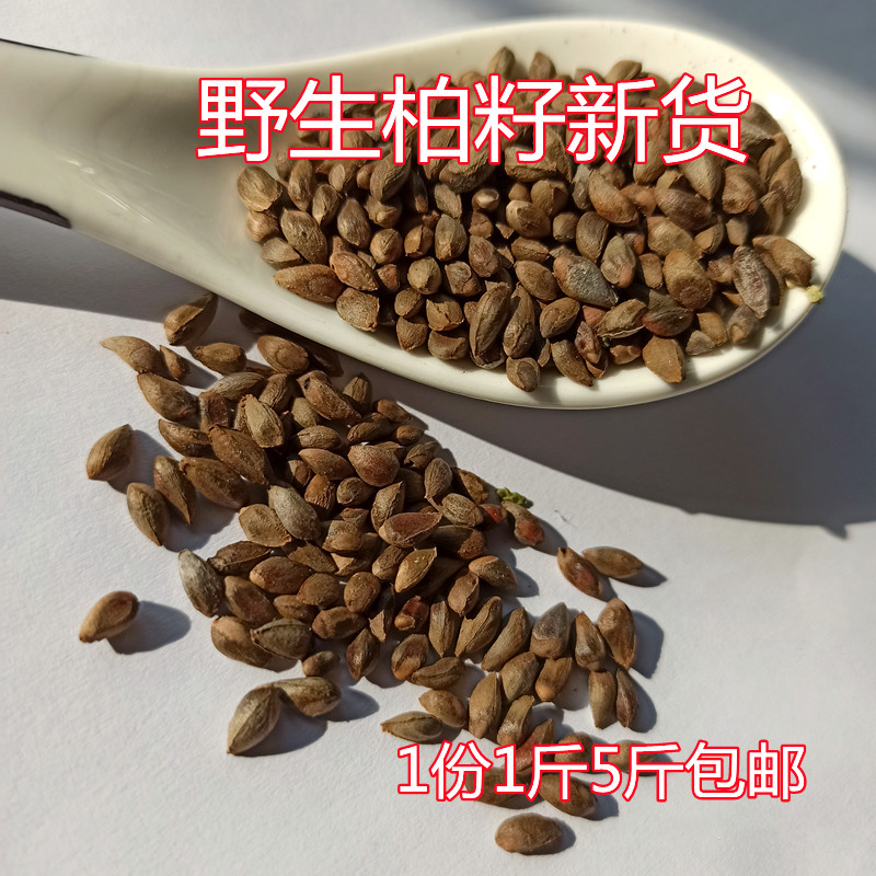 Fresh arborvitae fruit pine fruit seeds wild cypress seeds incense raising birds pigeons pillow filler