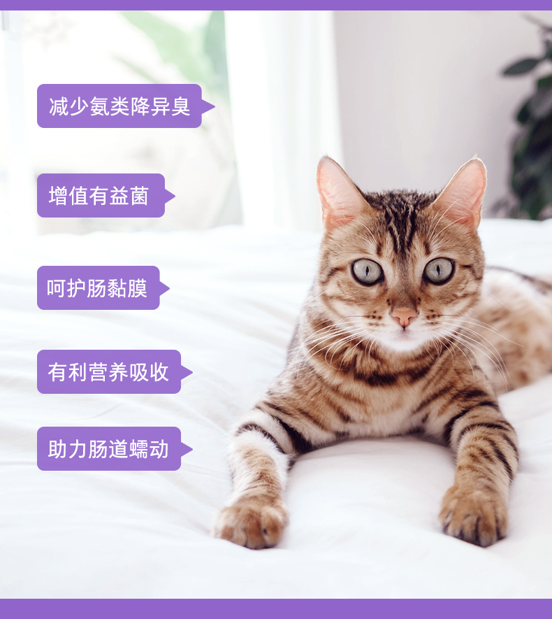 Mèo Wei Shi 咿 men vi sinh oligofstallose 200 viên kho báu đường tiêu hóa táo bón mềm nôn mửa đầy hơi - Cat / Dog Health bổ sung sữa cho chó tốt nhất	