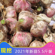 (Pizhou Zipi new garlic) 21 years of digging fresh garlic wet garlic Shandong garlic head farm new garlic 5 5 pounds