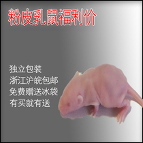 Frozen milk rat skin independent packaging fresh food crawling snacks pet turtle snake dragon fish cat feed