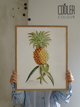 CoolerColour retro botanical illustrated fruit pineapple pineapples Nordic medieval decoration painting posters for small crowdsourced