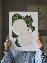 CoolerColour retro botanical map Embroidered Ball Powder Ensemble Flowers Nordic Medieval small crowddecorative painting Posters