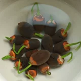 Чаша Lotus Hydroponic Four Seasons может сажать водные растения, маленький лотос Lotus Mini Flower и лотос