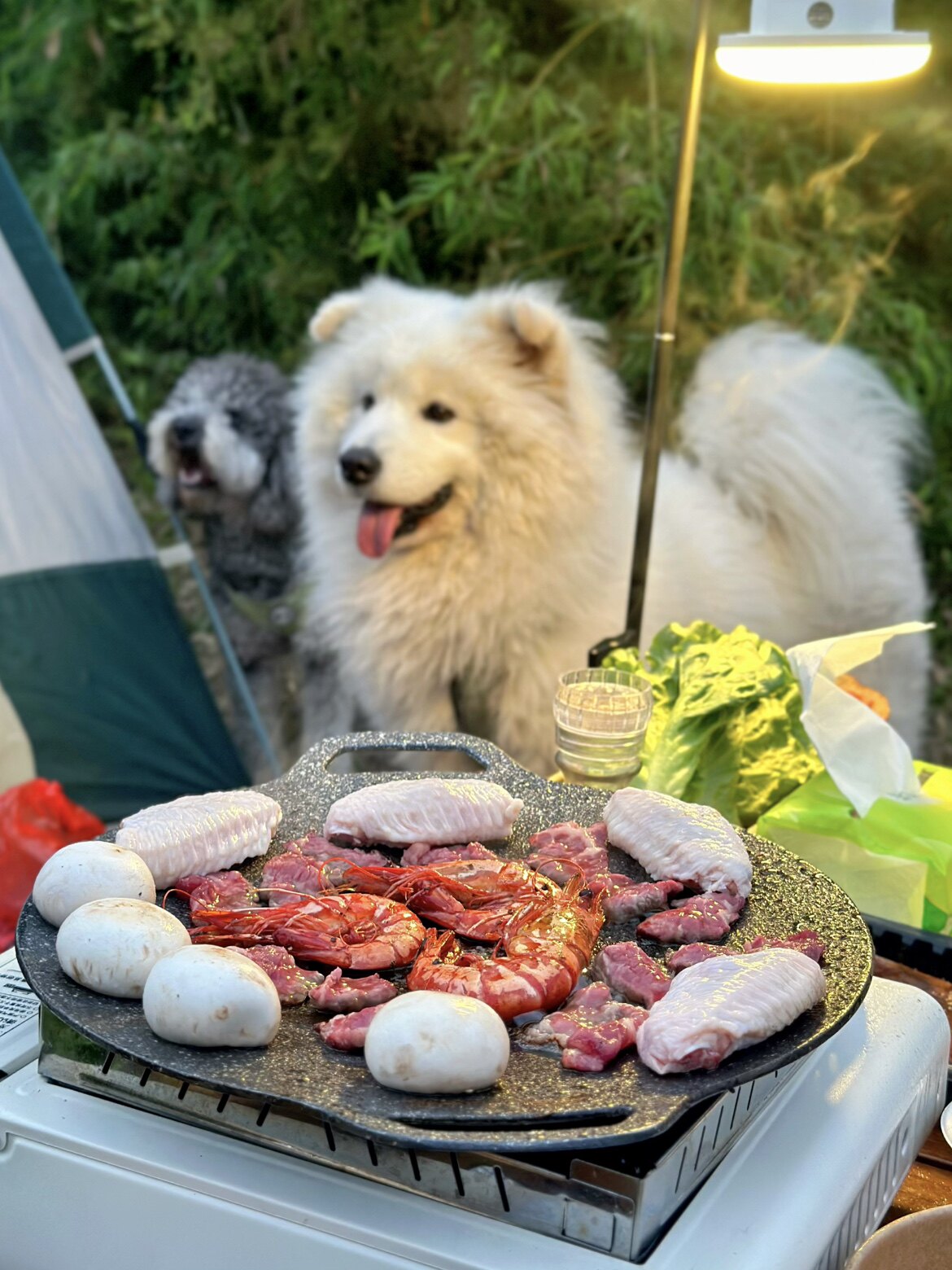 郑小柒