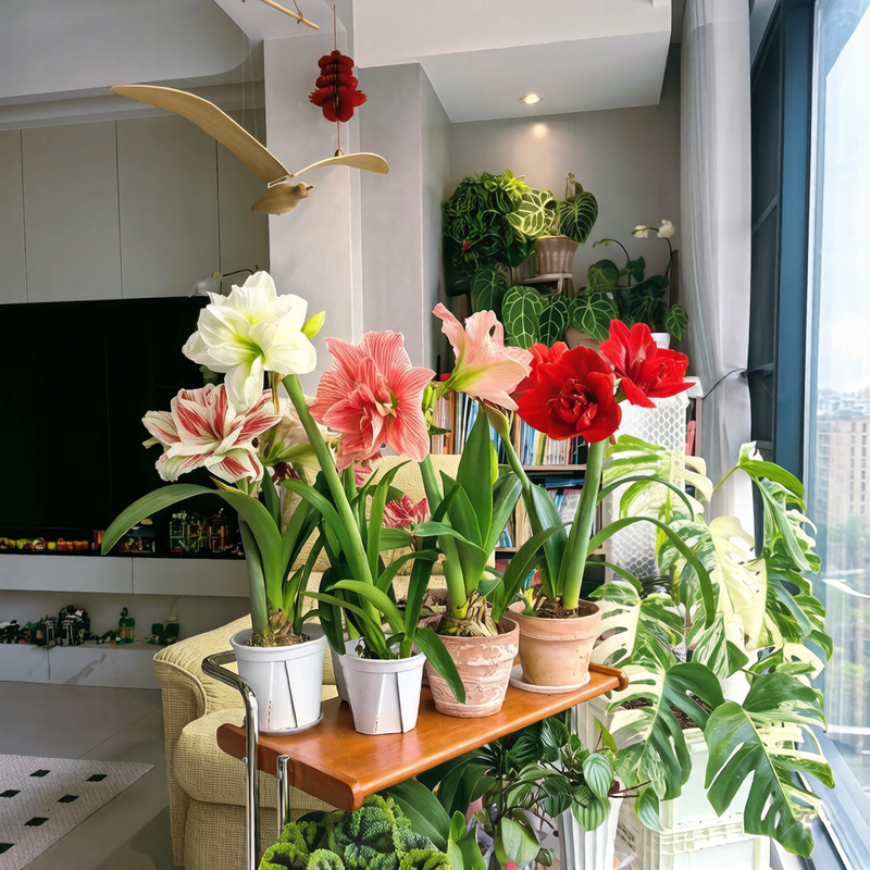 Shipping of Foreign Gardening Pots for Landscaping, Four-Season Amaryllis, Lilies, Green Plants, Large Plants, Non-Artificial Flowers