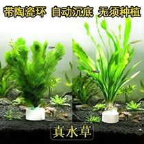 Aquatic plants fish tanks aquatic plants aquatic plants landscaping fish tank decoration entry-level lazy people value-based landscaping