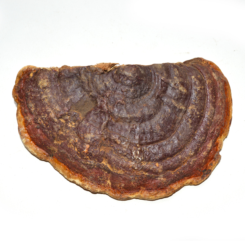 Cangshan Ganoderma Lucidum Hall Whole Wild Sessile Red Zhi Red Ganoderma Lucidum Red Ganoderma Lucidum 500g