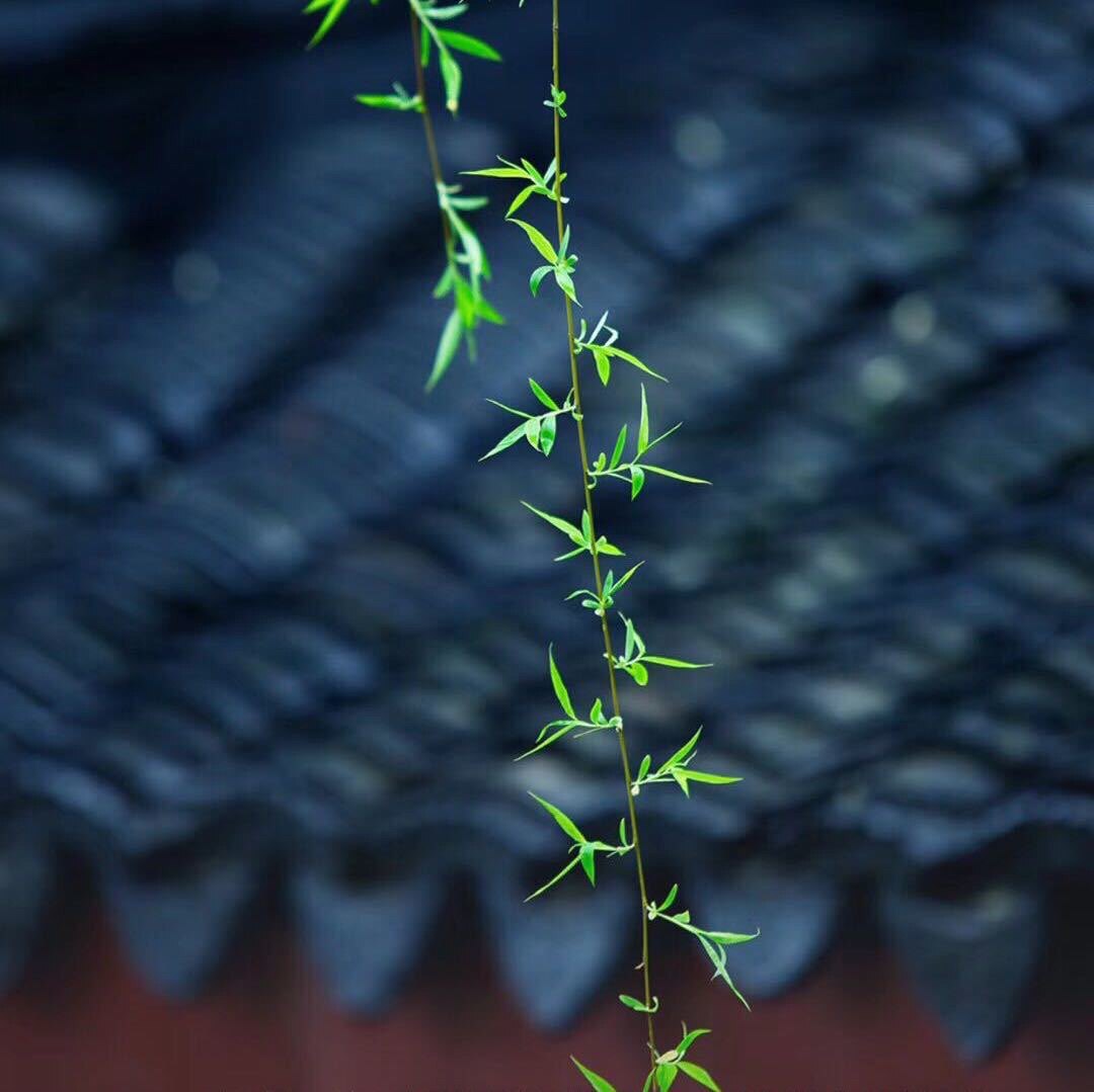 文胜农业科技