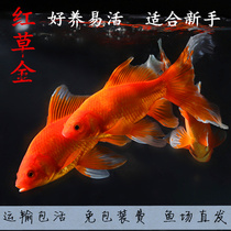 Large Red Grass Fish Cold Water Fish Ornamental Fish Good Anchovies Anchovies Black Grass Golden Bluegrass Goldfish Live Five Flowers And Flowers