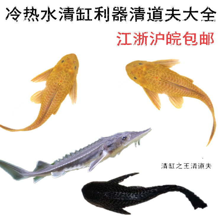 Black scavenger junk fish gold clear dolfo BAO WEN red eye queen cleaning fish tool fish gold tundra for removing algae fish