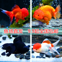 Goldfish Living Small Fry Cold Water Fish Dish Tail Pearl Red Lion Crane Top Red Lansuo Small Freshwater Ornamental Fish