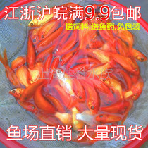 Red grass goldfish feed fish living small grass goldfish fry resistant to live cold water fish small goldfish cold water ornamental fish
