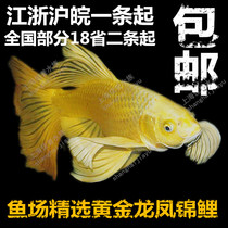 Golden Dragon Phoenix Carp Watch Fish Cold Water Fish Living Freshwater Fish Recruiting fish Feng Shui Fish Gold Brocade Carp