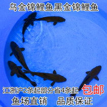Black Gold Brocade Carp Watch Fish Cold Water Fish Pure Breeder Freshwater Fish Japan Black Devil Urkin Cindrou Anchovies live fish