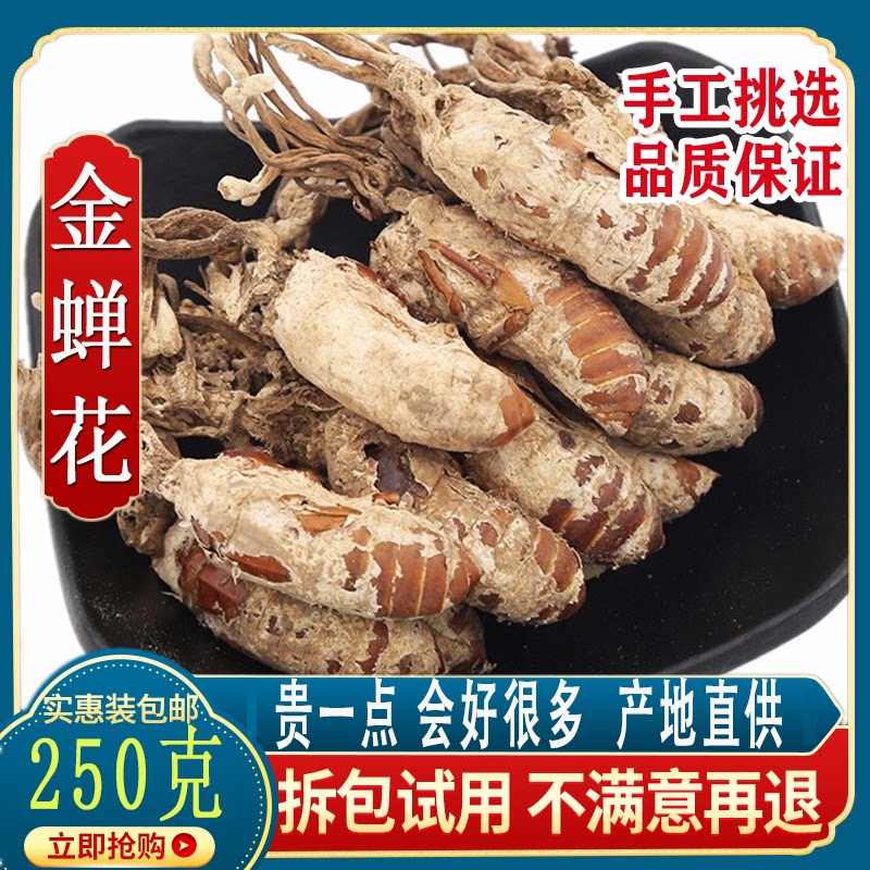 Golden cicada flower, earth cicada, fungus pupa, bamboo cicada, Chinese herbal medicine, wild cordyceps, new product golden cicada flower