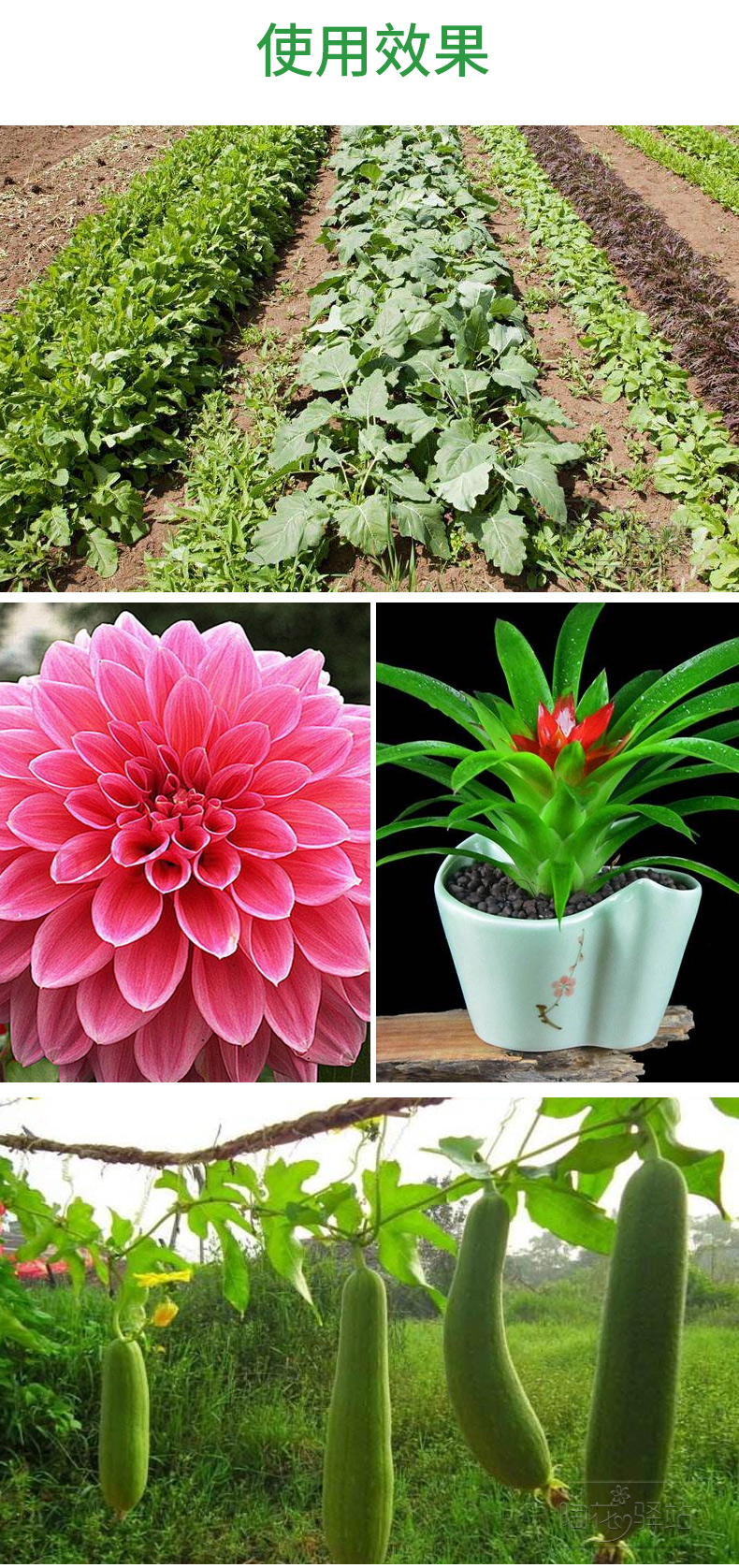 Nhà làm vườn cung cấp phân bón hoa và rau phân bón hữu cơ phát hành hữu cơ phát hành phân bón phát hành chậm phân bón trồng phân bón tác dụng dài - Nguồn cung cấp vườn bồn trồng cây