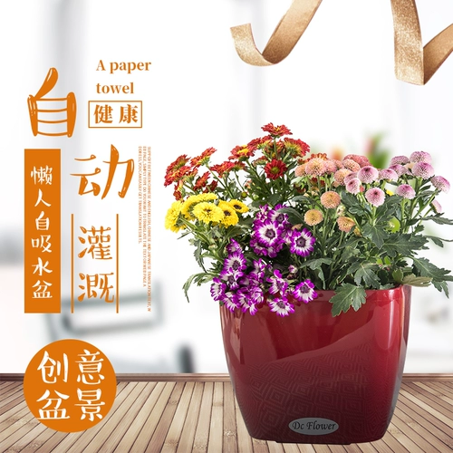 Lazy Automatic Water Absorption Flower Pot Автоматическое орошение цветочный горшок на гриле лакир для дома, бесплатная доставка зеленый укроп Специальный крытый пластик
