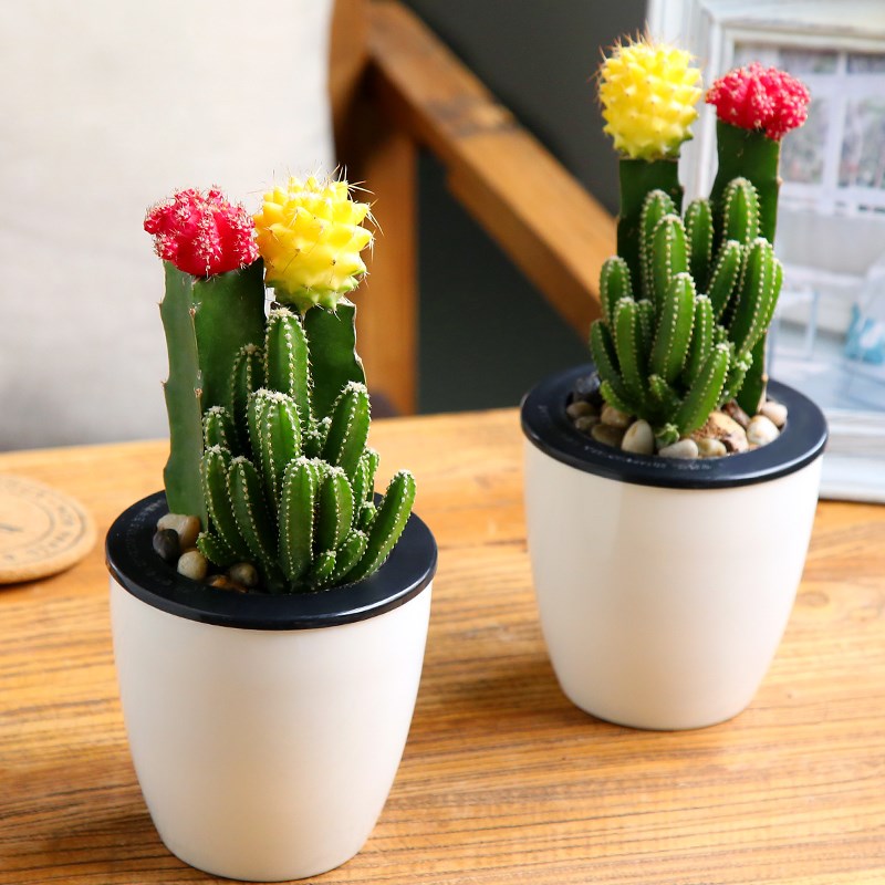 New Cactus Aloe Vera Potted Hydroponic Plant Absorbent Flower Pot Desk Anti-Spoke Fortune Tree Cactus Ball