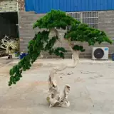 Личная настройка симуляция красота песня yingke фарфоровое псевдо большое сосне