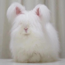 Net Red Giant Angola Rabbit Long Rabbit Son Living Giant Rabbit living Large Rabbit Living Large Rabbit Rabbit Pet Rabbit