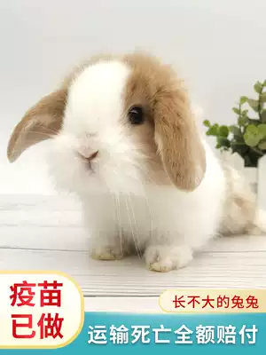 Lop-eared rabbit Live small pygmy rabbit Small pet rabbit live Dodge rabbit Hyacinth Begonia Shih Tzu