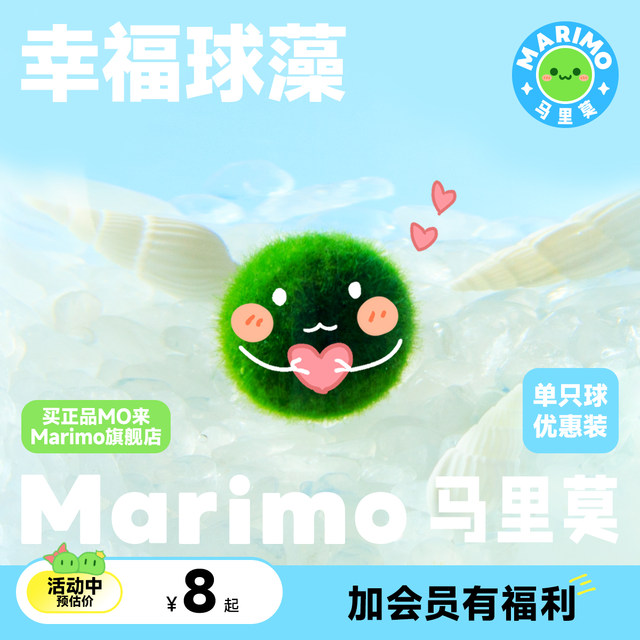 Marimo Marimo happy ball algae is very cute hydroponic seaweed ball fried hair ball algae good green plants