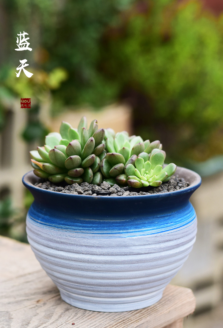 New Chinese style brilliantly coloured purple sand flowerpot more meat ceramic contracted household meat meat plant POTS, green plant, small potted creative
