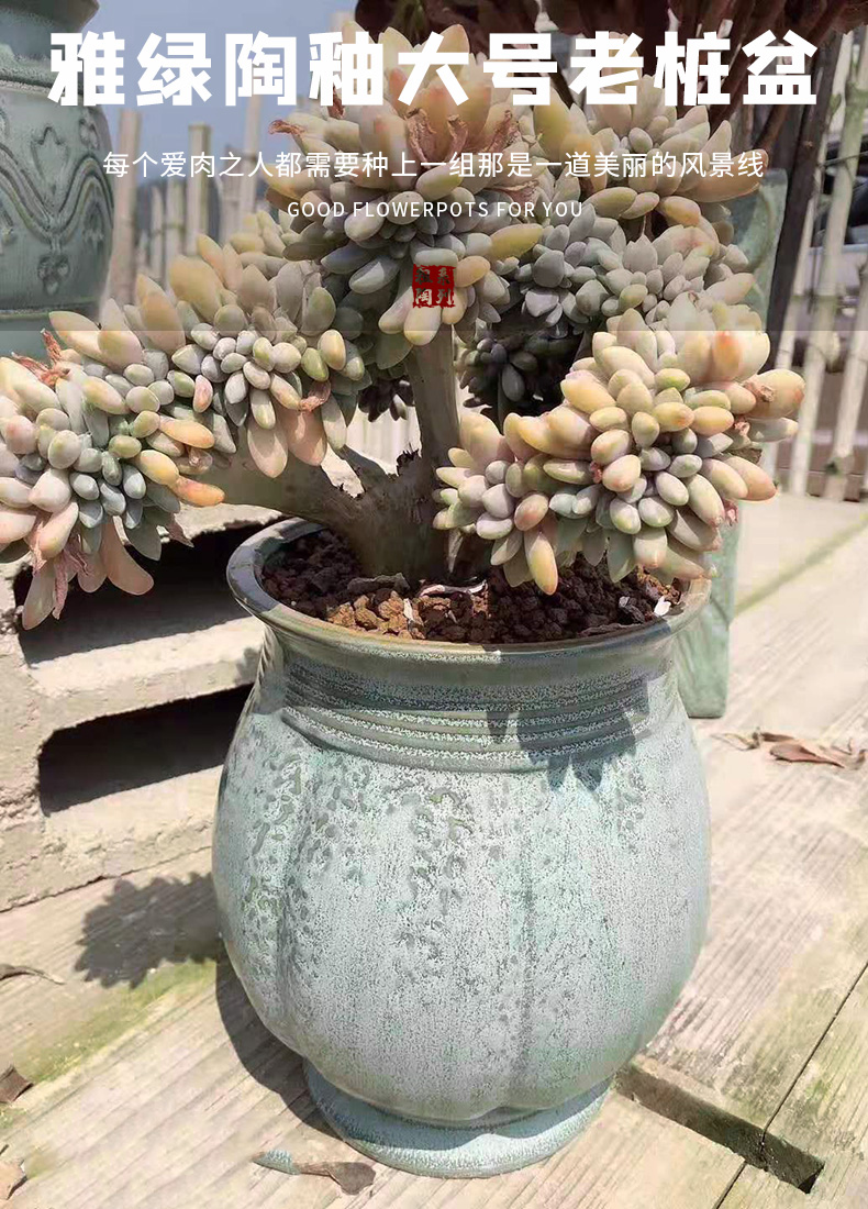 Cliff running the fleshy large coarse pottery flowerpot ceramics mage old running the basin special pottery clay flesh green plant is potted