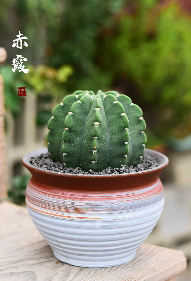 New Chinese style brilliantly coloured purple sand flowerpot more meat ceramic contracted household meat meat plant POTS, green plant, small potted creative