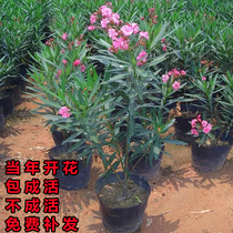 Clip Bamboo Peach Tree Seedling Potted Plant Four Seasons Evergreen Sapling Green Seedwood Courtyard Sapling Green Plant Willow Plant Willow Sprout Flowers