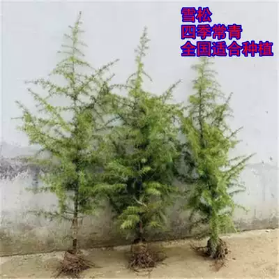 Potted cedar saplings Courtyard sidewalk tree species Four seasons Evergreen Green saplings Hardy Pagoda Pine Tree Christmas Tree