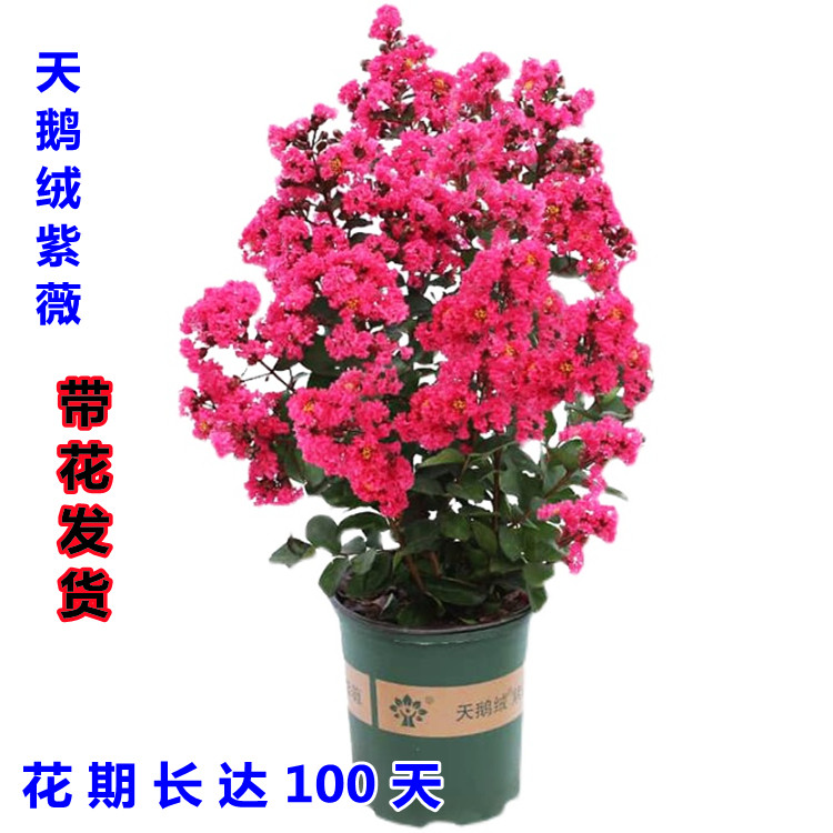 Sky Goose Suede Purple Flowers Trees Slim South North Courtyard Potted Plants Full Of Red Trees Miao Red Flowers Red Rockets