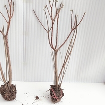 The straight podcast of the Merrill Lynch 8.