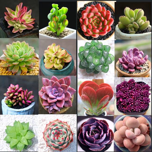 ຊຸດພືດ succulent ປະກອບມີການລວມເອົາກະຖາງ succulent ໃນເຮືອນໃນກະຖາງຂະຫນາດນ້ອຍທີ່ມີນ້ໍາຫຍາບທີ່ມີຄຸນນະພາບສູງ, ດອກໃຫຍ່ແລະງ່າຍທີ່ຈະປູກງ່າຍແລະຕົ້ນໄມ້ສີຂຽວ.