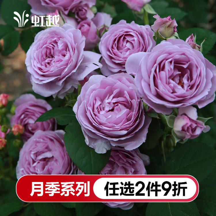 Iridescent Moon Season Flower Potted Plant Cuttage Balcony Garden Vines Vines Bush Treasures Zeit Blue Storm Heart Water Drop Flower Seedlings