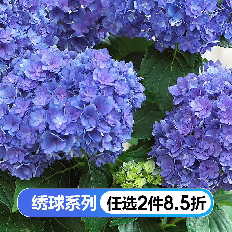 Iridescent embroidered ball floral with a large floral weave in the rainbow of the rainbow, the iridescent flower Miao Miao