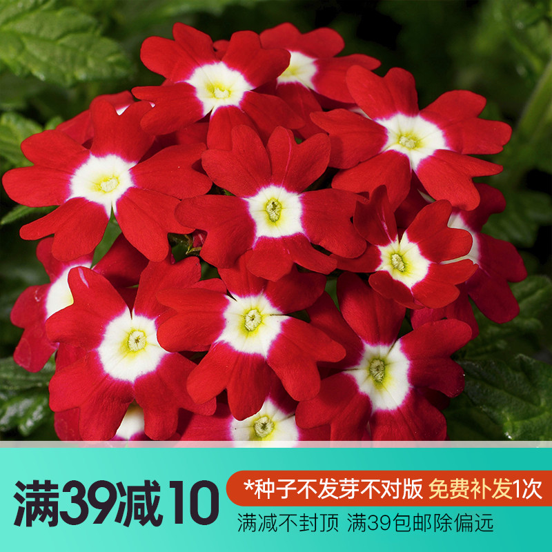 Iridescent Flowers Seed Beauties of the Cherry Fake Horse Teeth Purslane Family View Flowers Herbage Plant Seed Spring Autumn Sowing