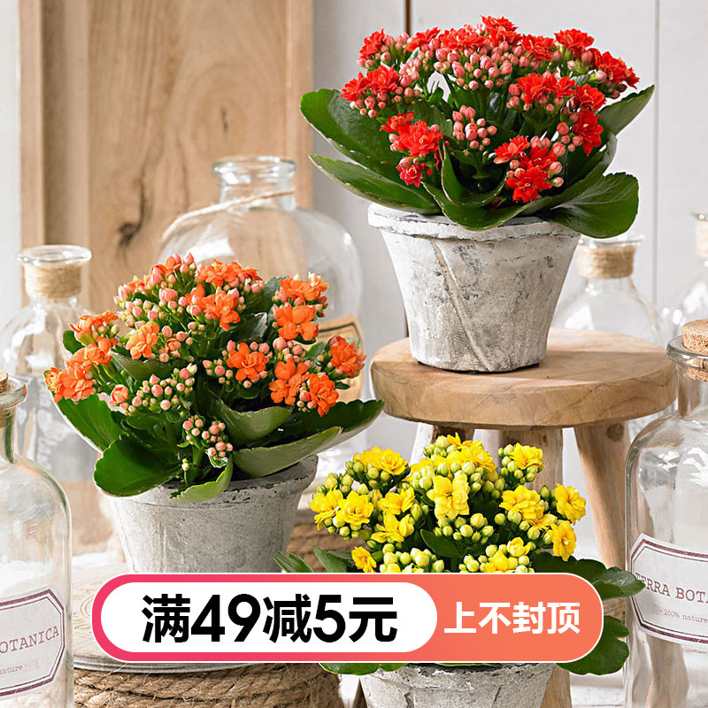 Double longevity flower Hongyue indoor and outdoor flowers potted seedlings balcony windowsill flower plants can be pre-sold