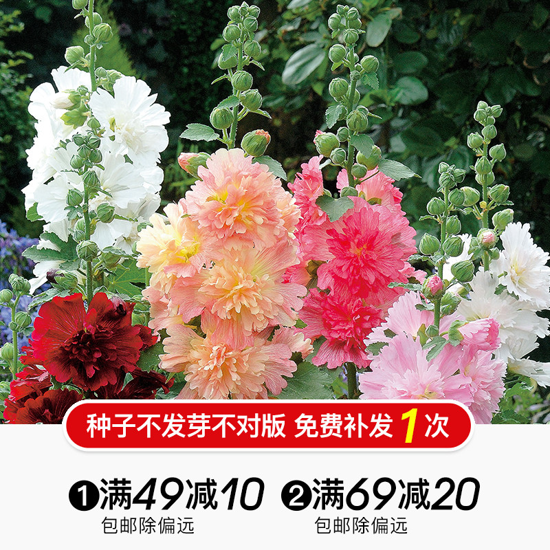 Hongyue flower seeds Bellflower canna hollyhock bird-tailed flower Ornamental oregano winter coral five-star flower spring sowing
