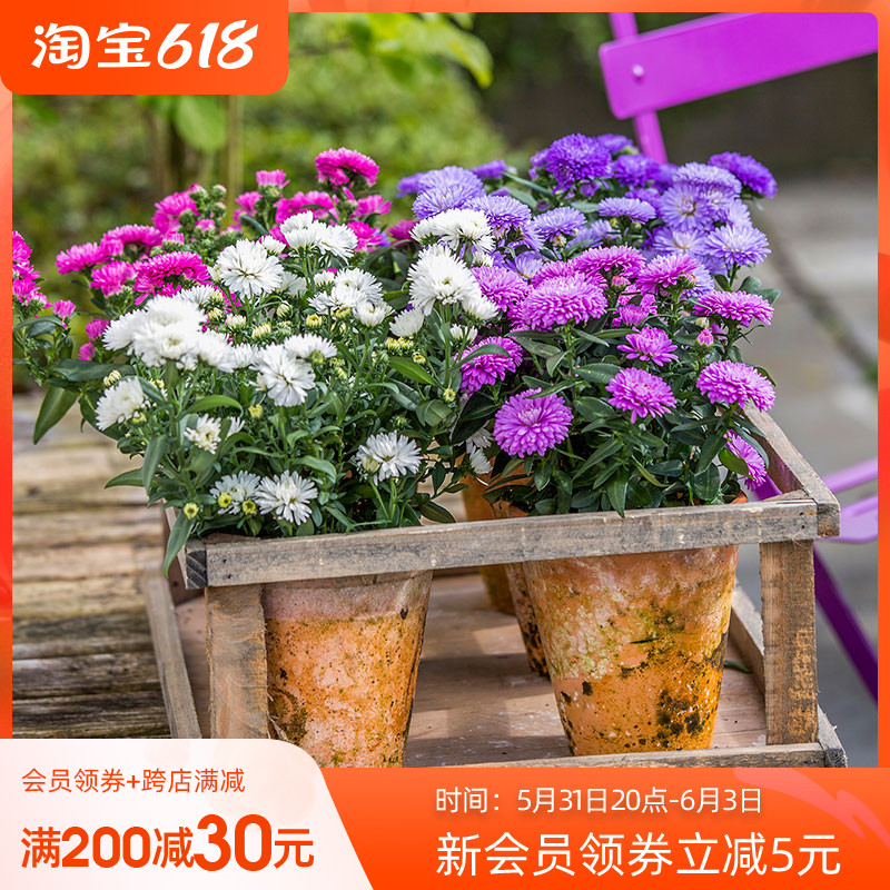 Iridescent Dutch Chrysanthemum Sapphire Potted Potted Potted Flowers 100 Ziyuan Lotus Garden Lotus Garden Patio for many years Living Roots Flowers