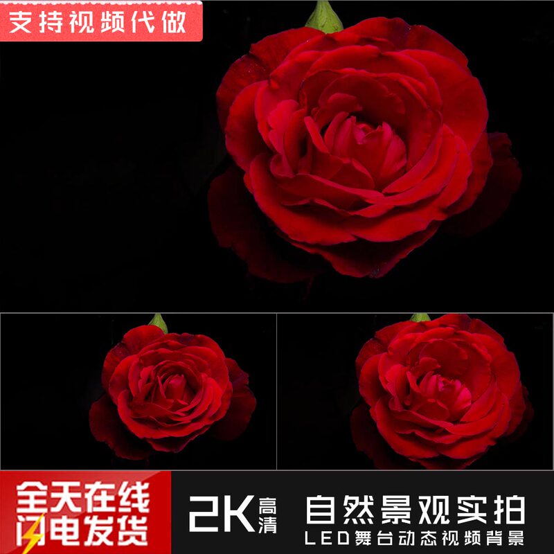 V296 2K Beautiful and Romantic Rose Petals Blooming Flowers Wedding Love Confession Courtship Video Footage V296 2K Beautiful and Romantic Rose Petals Blooming Flowers Wedding Love Confession Courtship Video Footage